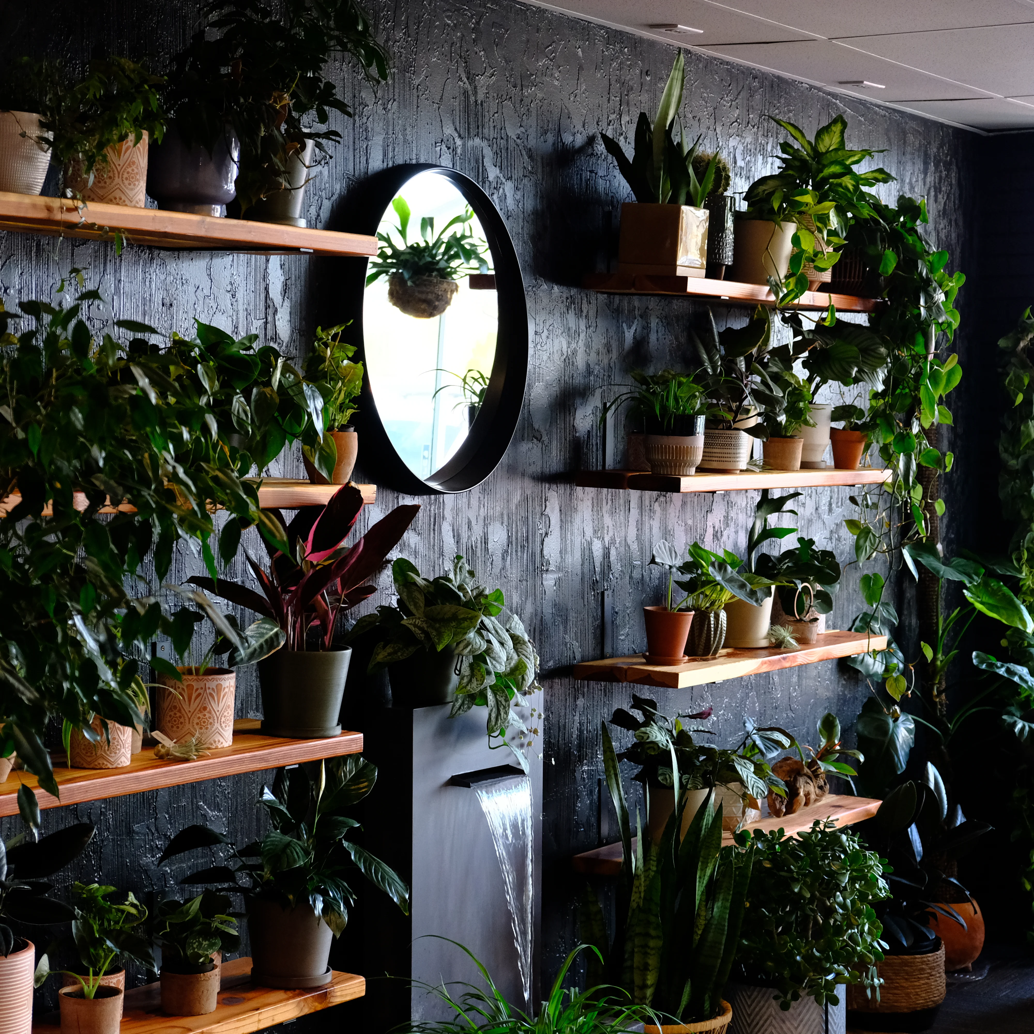 Photo of AA Planthouse, a plant shop I founded.