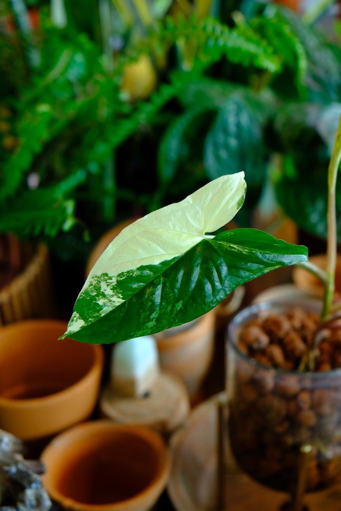 Photo of a rare plant at AA Planthouse, a plant shop I founded.