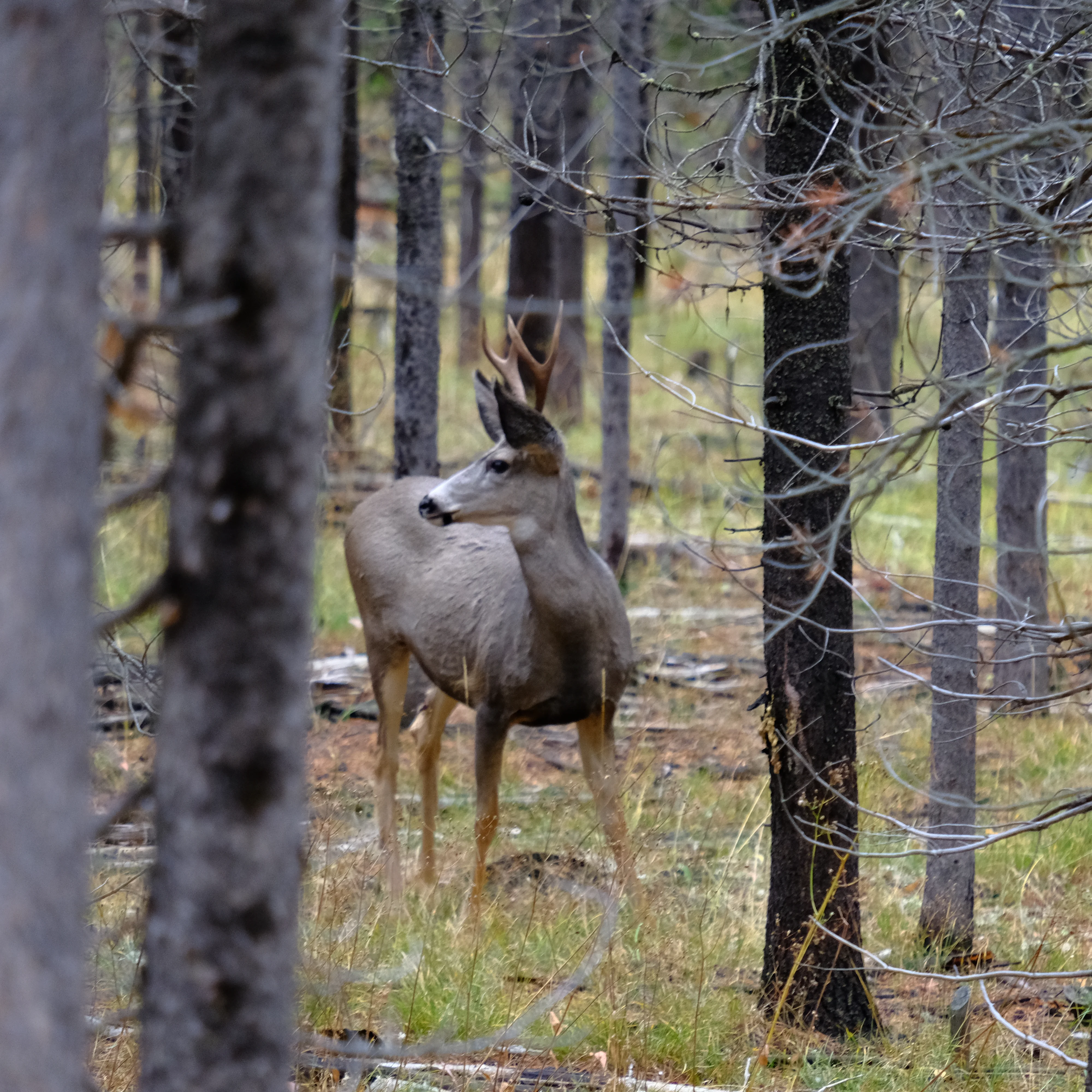 Photo of a buck deer among pine trees, in Island Park, Idaho.