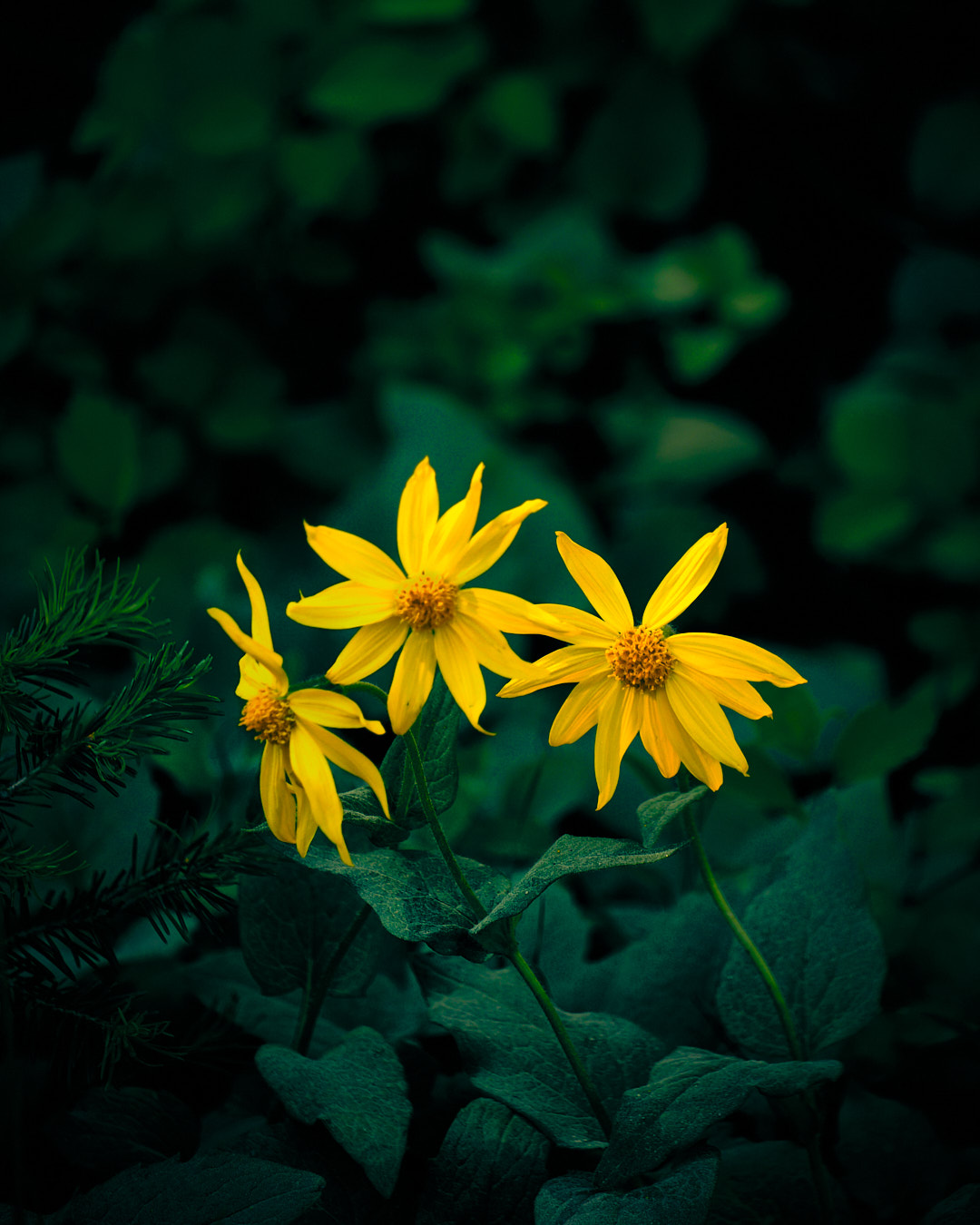 Photo of a group of daisy flowers among pine trees, in Island Park, Idaho.