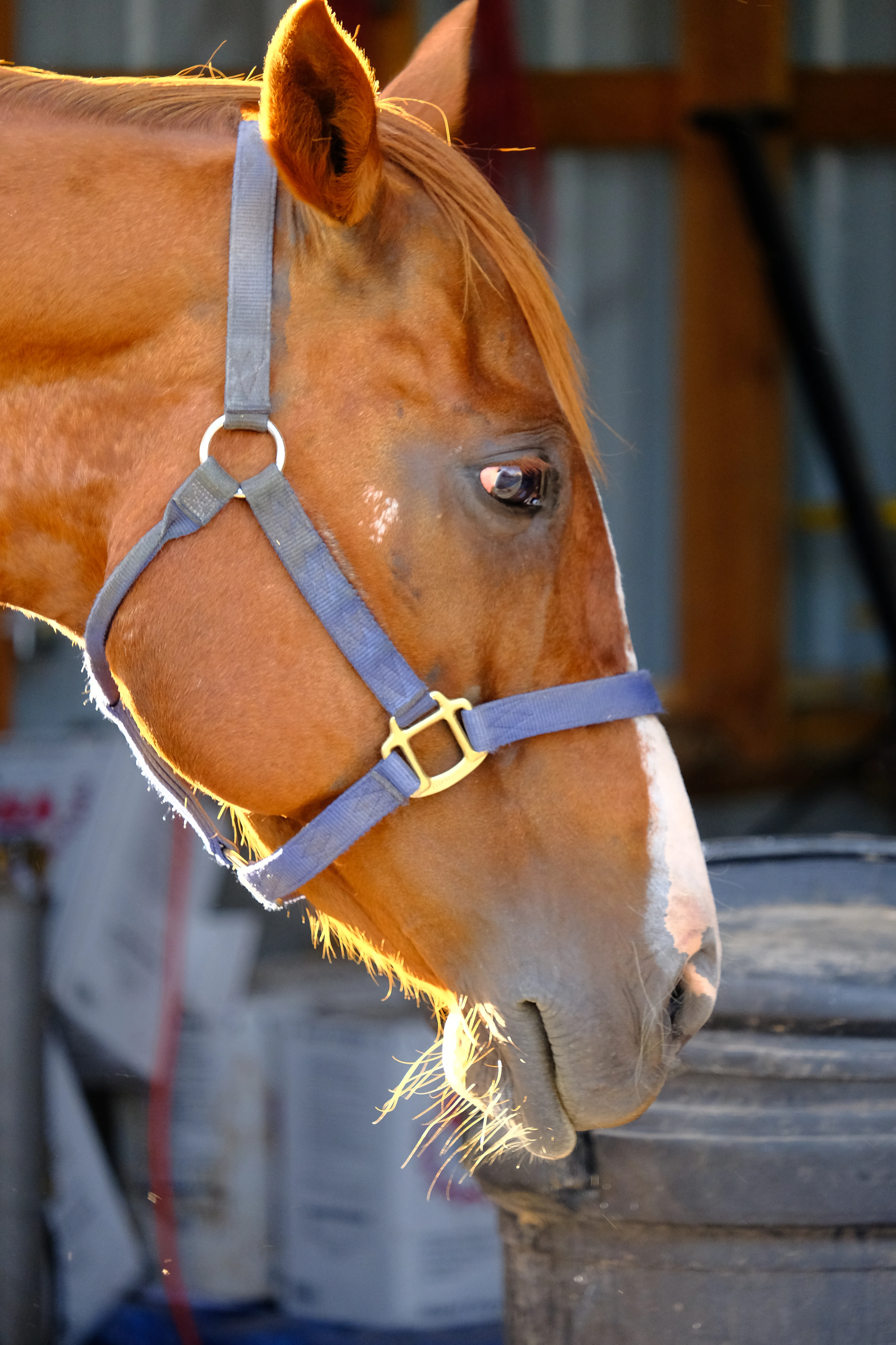 Photo of a curious horse in St. Anthony, Idaho.