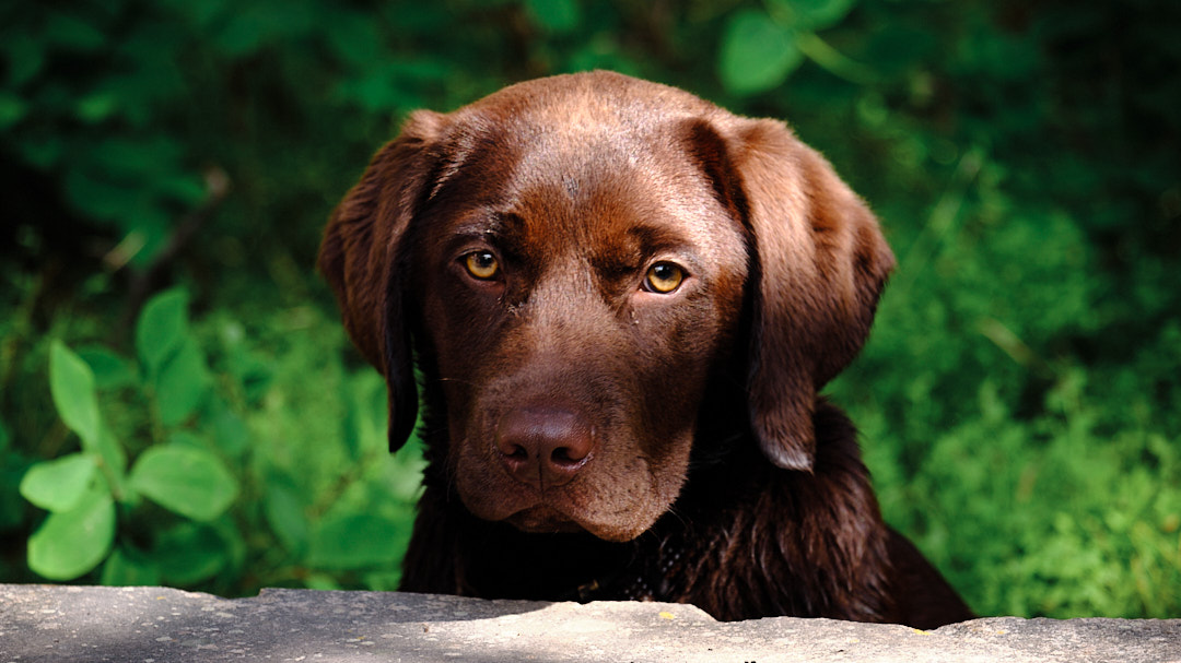 Photo of a chocolate brown Labrador Retriever puppy among green grasses, in Island Park, Idaho.