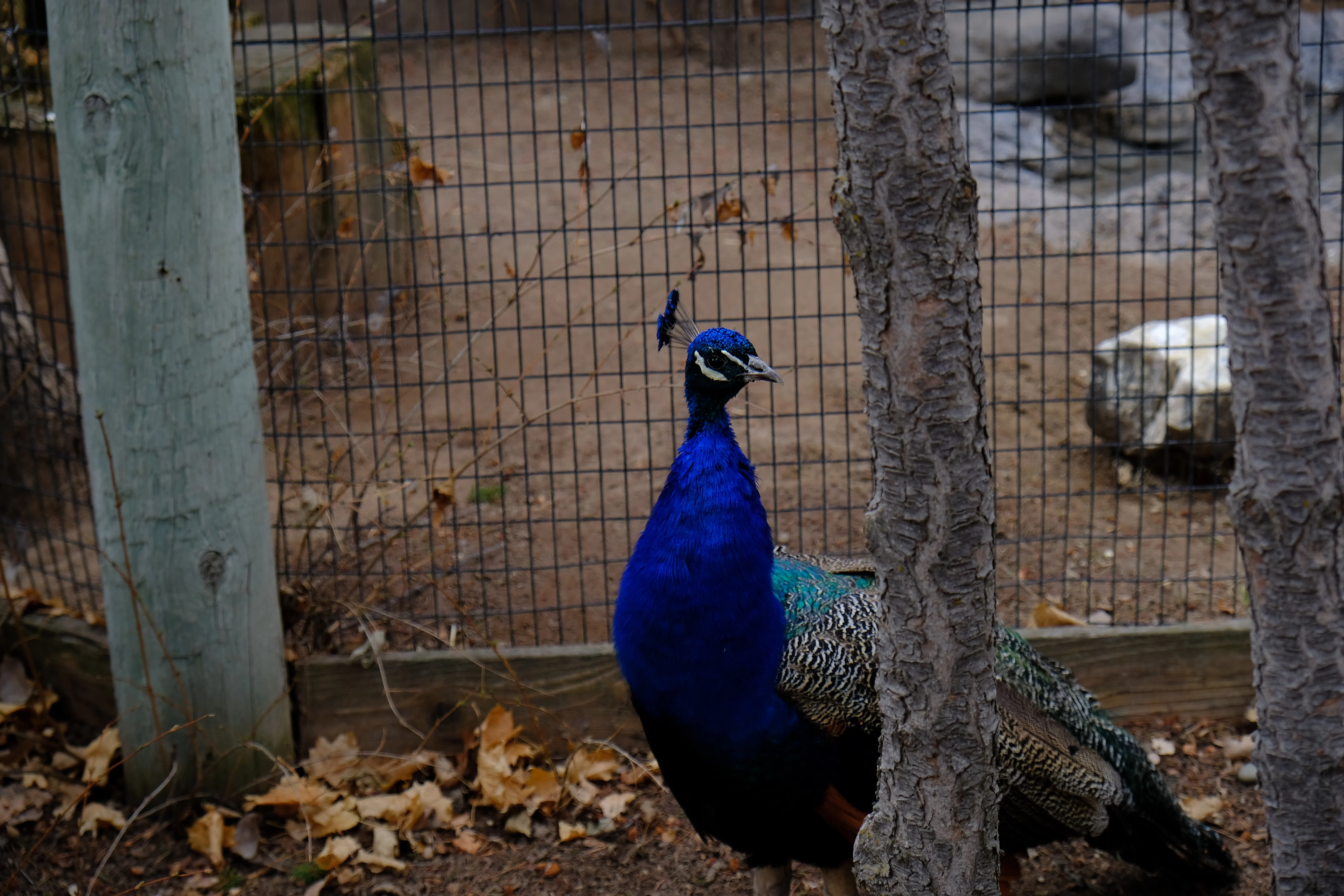 Moody Photo of a saphire colored peacock among trees, in Idaho Falls, Idaho.