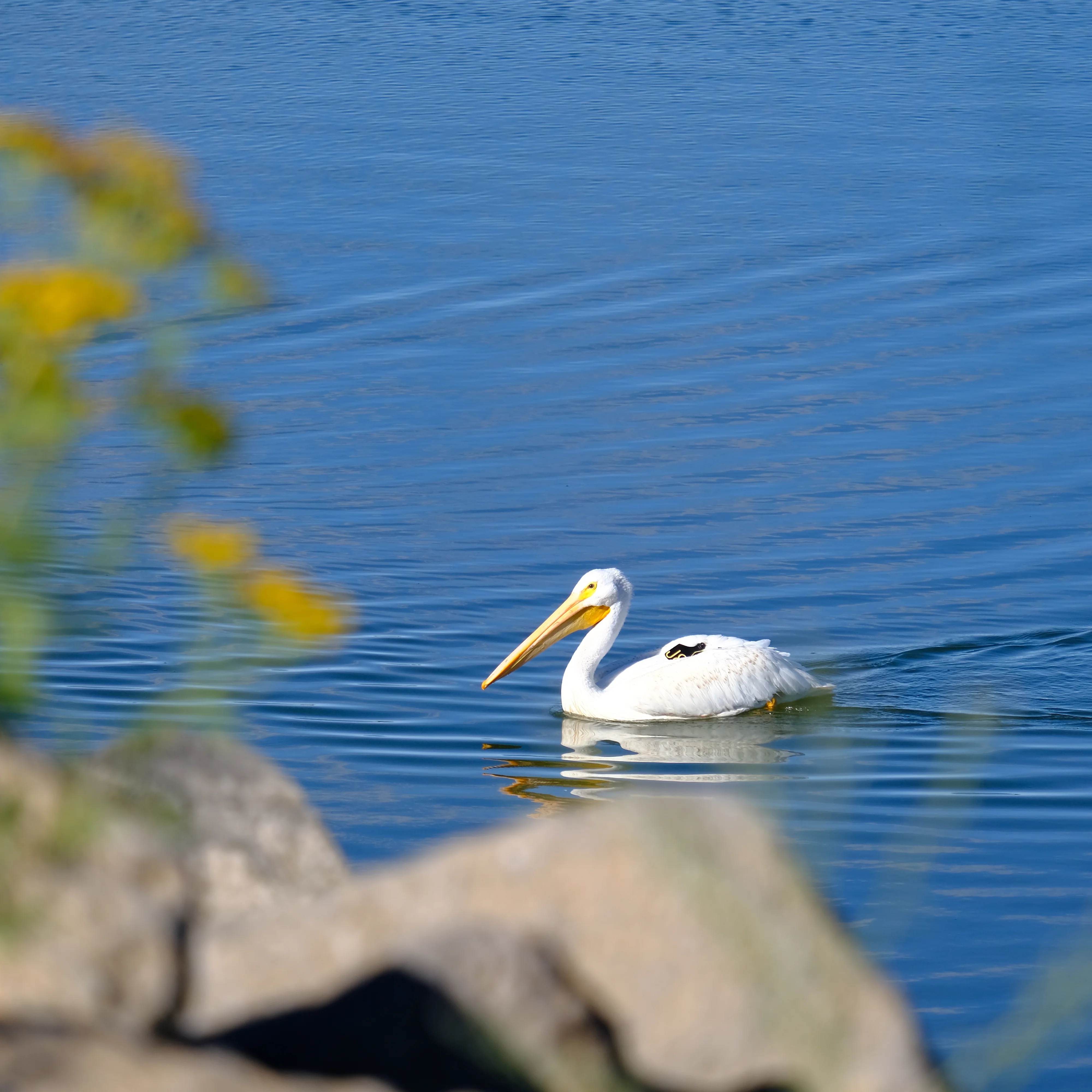 Photo of a pelican floating on top of a lake, in Island Park, Idaho.