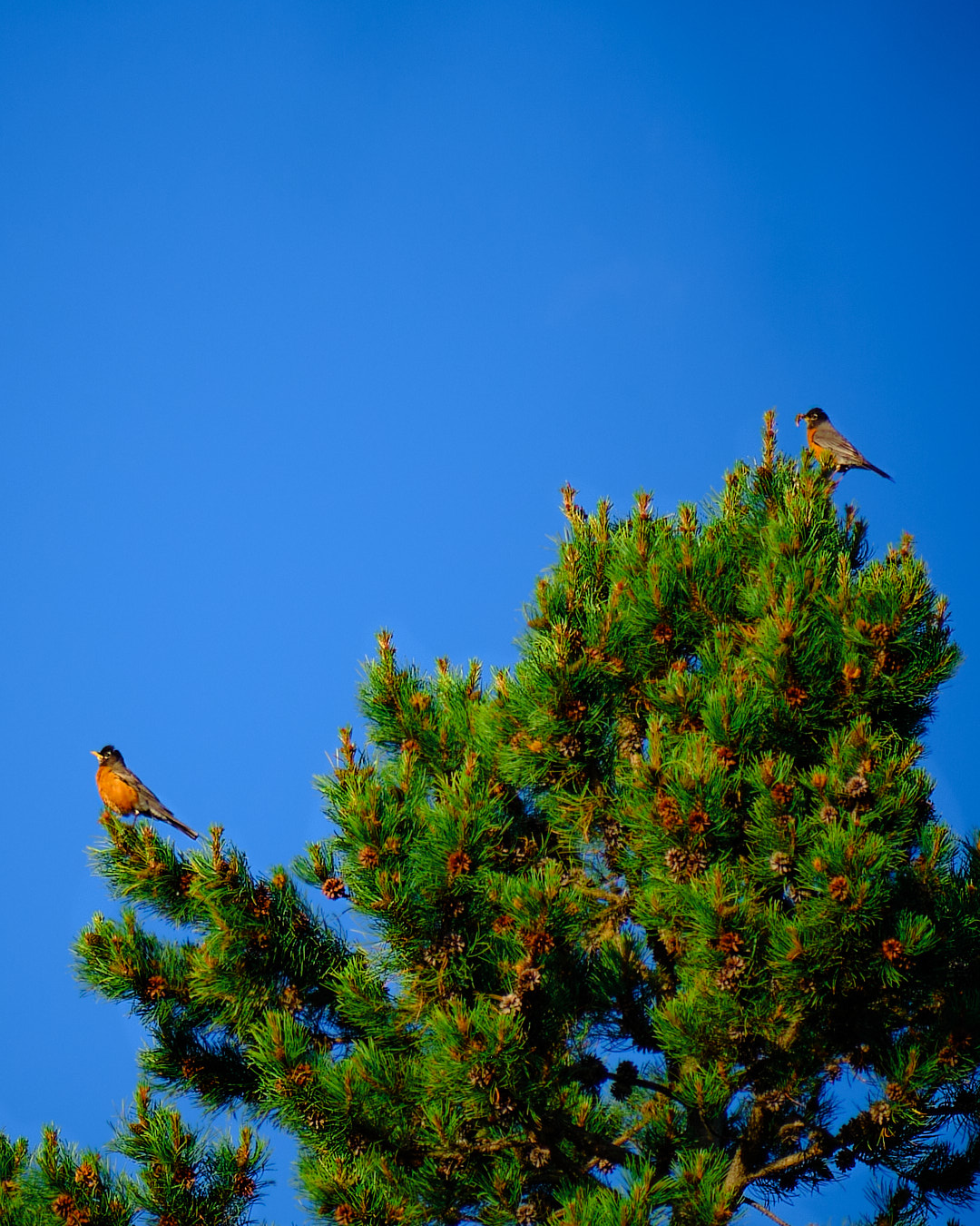 Photo of a robins among pine trees, in Island Park, Idaho.