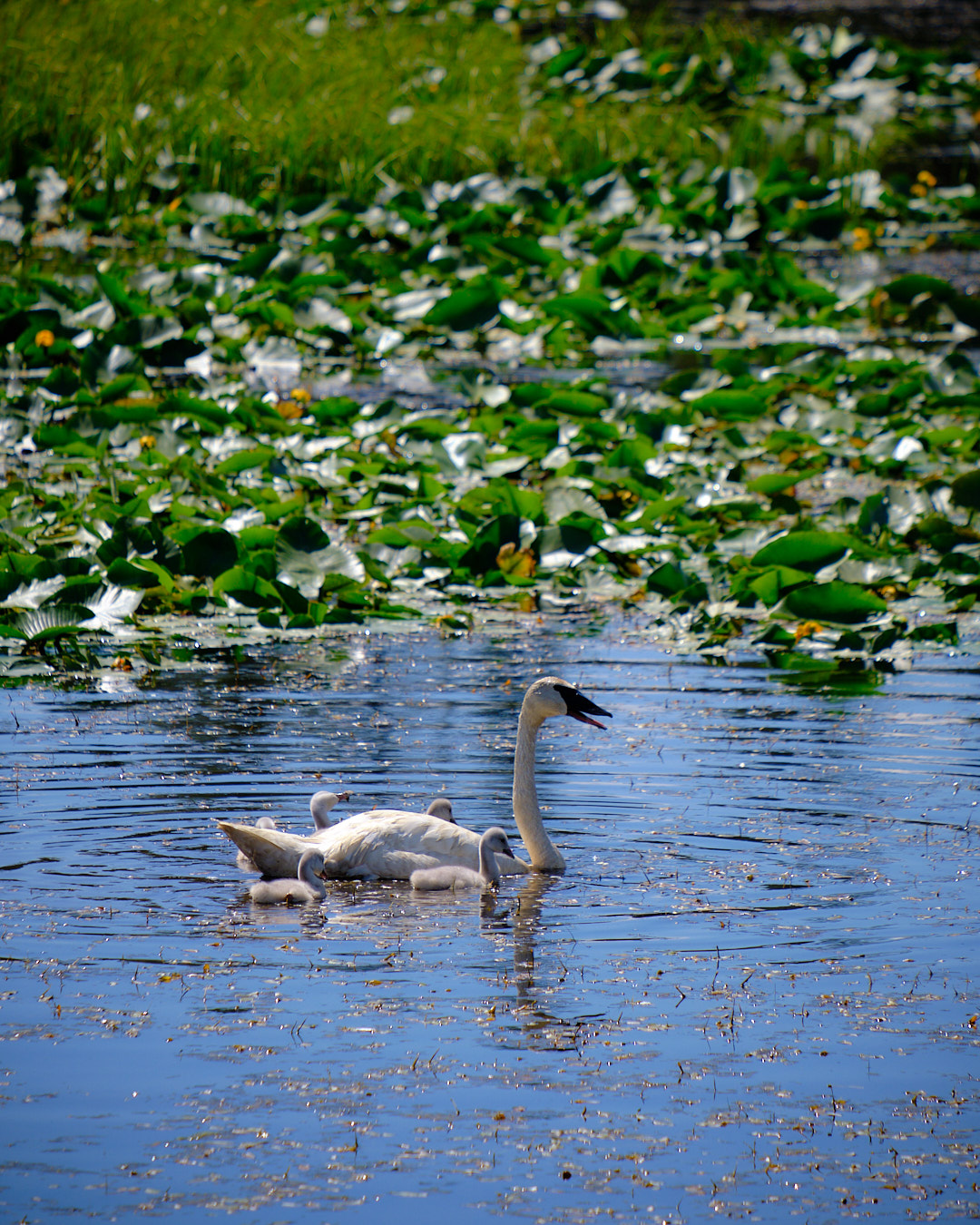 Photo of a family of swans among lily pads in a pond near Island Park, Idaho.