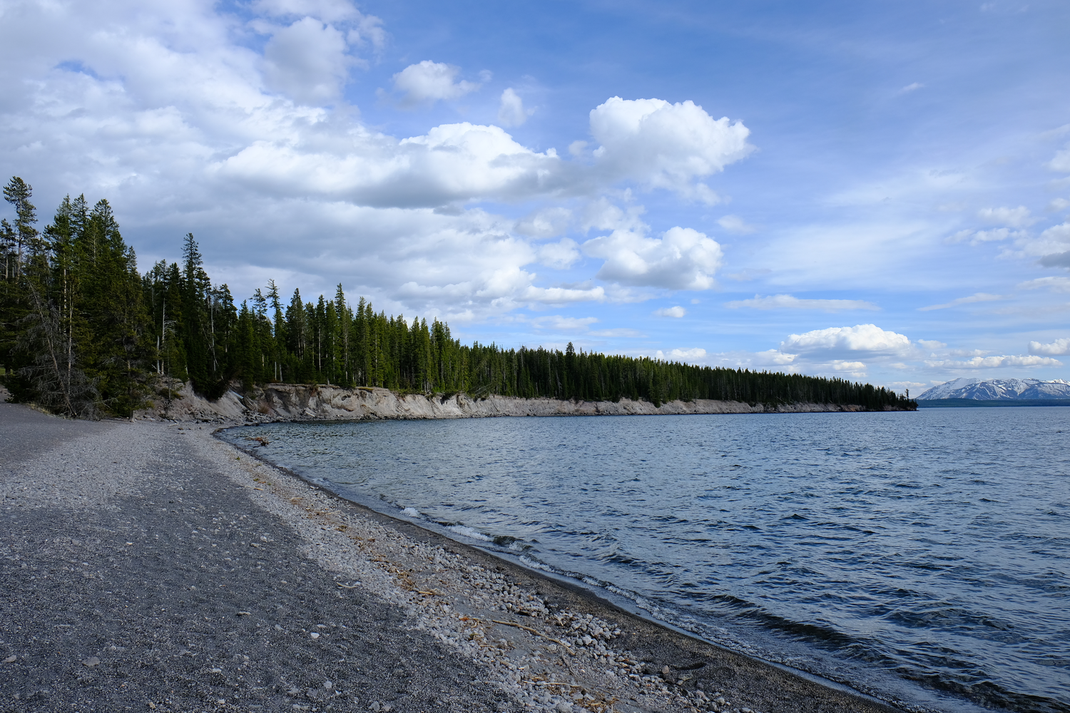 Photo of a beach shore of Yellowstone Lake among pine trees, in Yellowstone National Park.