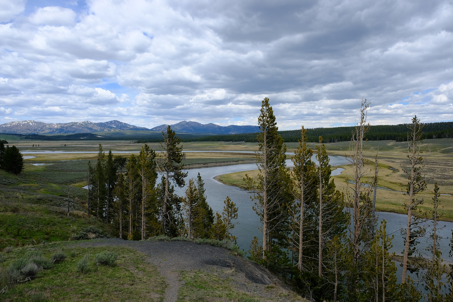 Photo of a majestic river and pine trees in Yellowstone National Park